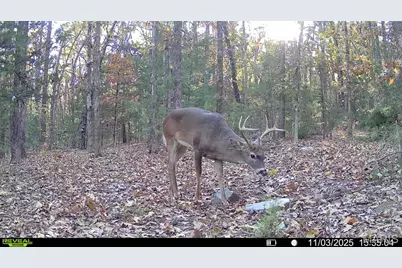 37118 Willow Road, Plato, MO 65552 - Photo 43