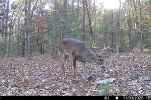 37118 Willow Rd, Plato, MO 65552 - Photo 43