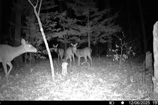 37118 Willow Rd, Plato, MO 65552 - Photo 45