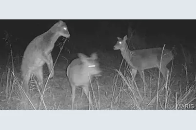 111 Highway Bb, Imperial, MO 65486 - Photo 99