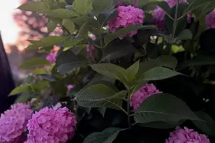 2858 Dardenne Links Dr, O'Fallon, MO 63368 - Photo 39