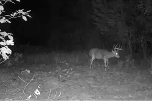 224 Chapel Pk Dr, Sullivan, MO 63080 - Photo 57