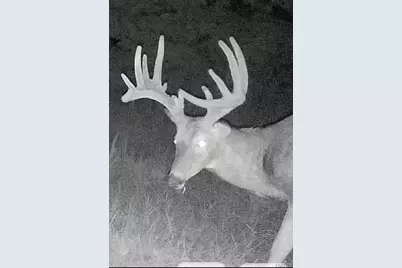 67 +/- Ac Circle Acres Drive, Marthasville, MO 63357 - Photo 25