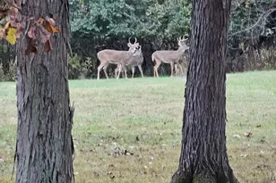 3530 Swaying Oaks Ln, O'Fallon, MO 63385 - Photo 25