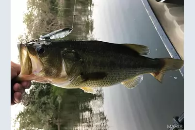 335 Westwood Drive, Houston, MO 65483 - Photo 61