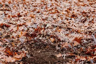 1950 Lake Forest Drive-Tract 1, Park Hills, MO 63601 - Photo 29