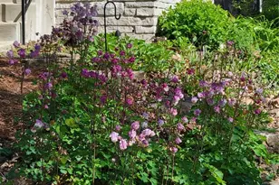 7435 Cornell Ave, Saint Louis, MO 63130 - Photo 29