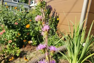 2620 Lyle Ave, Maplewood, MO 63143 - Photo 41