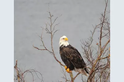 680 Emerald Pointe Drive #1, Hollister, MO 65672 - Photo 59