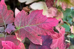 17 Praise Ct, Fenton, MO 63026 - Photo 35