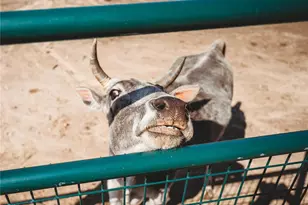 20665 Private Drive 4361, St James, MO 65559 - Photo 43