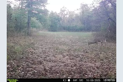 000 Hollingshead, Leasburg, MO 65453 - Photo 61