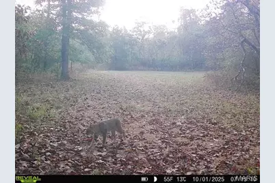 000 Hollingshead, Leasburg, MO 65453 - Photo 57