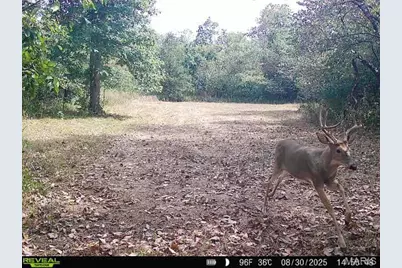 000 Hollingshead, Leasburg, MO 65453 - Photo 27