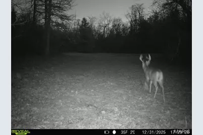 000 Hollingshead, Leasburg, MO 65453 - Photo 65