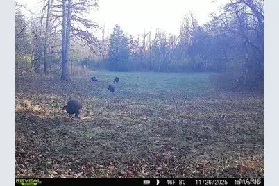 000 Hollingshead, Leasburg, MO 65453 - Photo 63