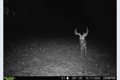 000 Hollingshead, Leasburg, MO 65453 - Photo 39