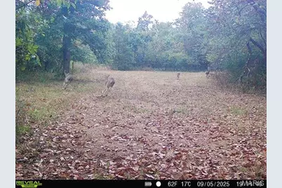 000 Hollingshead, Leasburg, MO 65453 - Photo 53