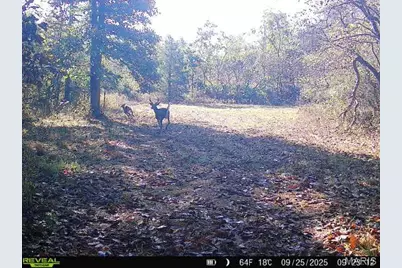 000 Hollingshead, Leasburg, MO 65453 - Photo 55