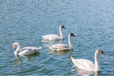 1541 Lakeshore Drive, Robertsville, MO 65066 - Photo 9