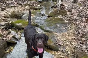 222 Scanland Farm Rd, Montgomery City, MO 63361 - Photo 67