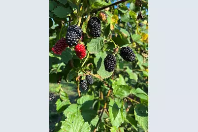 552 Lick Creek Road, Leasburg, MO 65535 - Photo 25