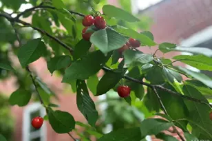 2650 Pennsylvania Ave, Saint Louis, MO 63118 - Photo 47