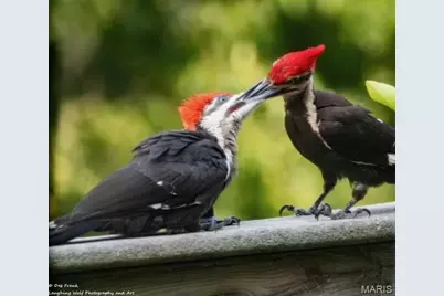 7916 Lyle Lane, Dittmer, MO 63023 - Photo 59
