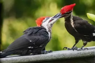 7916 Lyle Ln, Dittmer, MO 63023 - Photo 59