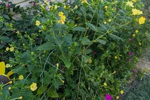 394 Parkway Dr, Troy, MO 63379 - Photo 35