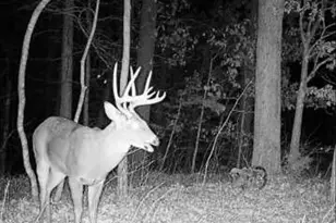 25847 Pendleton Forest Rd, Unincorporated, MO 63383 - Photo 5