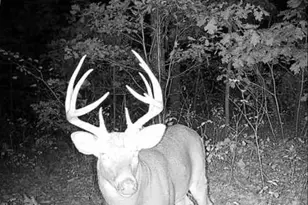 25847 Pendleton Forest Rd, Unincorporated, MO 63383 - Photo 3