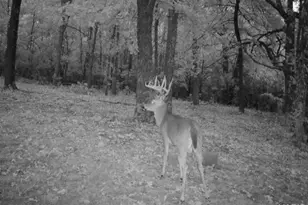 25676 Hwy Yy, Lebanon, MO 65536 - Photo 51