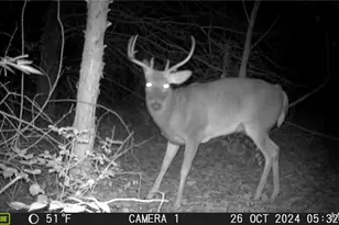 394 Jacks Rd, Troy, MO 63379 - Photo 71
