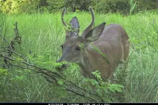 0 Dodson, De Soto, MO 63020 - Photo 5