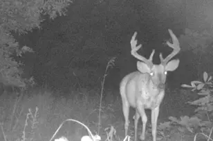 0 Dodson, De Soto, MO 63020 - Photo 5