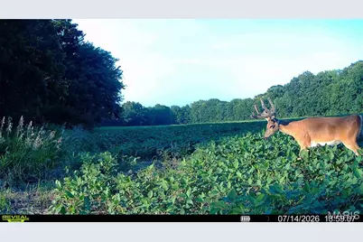 0 Walnut Hill Ln. (36.31+/- Acres), Elsberry, MO 63343 - Photo 15