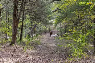 6944 Hillsboro Rd, Bonne Terre, MO 63628 - Photo 85