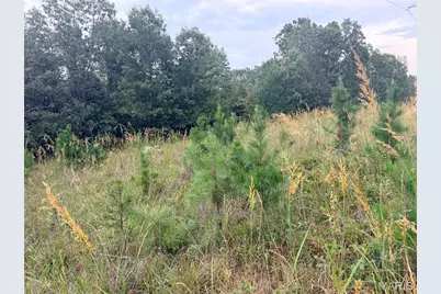 250.96 +/- Delbridge Road, Potosi, MO 63664 - Photo 11