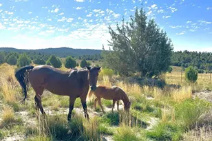 403 &amp 409 N Mineral Springs Rd, Mount Carmel, UT 84758 - Photo 49