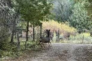 1460 E Coral Pink Cliffs Rd, Glendale, UT 84729 - Photo 37