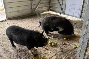 1460 E Coral Pink Cliffs Rd, Glendale, UT 84729 - Photo 23