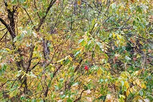 2121 Sutton Ave, Cincinnati, OH 45230 - Photo 27