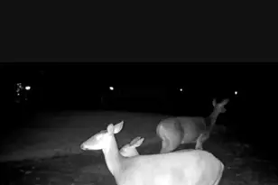 234 Jordan St, Richland Township, OH 45166 - Photo 19