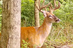 1333 Cross Creek Dr, Goshen, OH 45140 - Photo 49