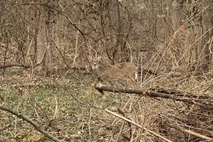 6258 Benneville St, Cincinnati, OH 45230 - Photo 43