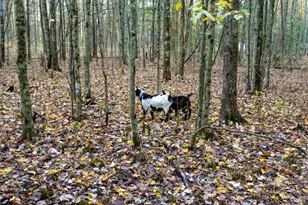 2914 US-50, Fayetteville, OH 45118 - Photo 47