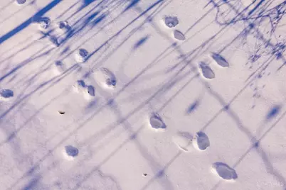 2090 Dutch Thomas Road, Peebles, OH 45660 - Photo 19