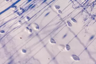 2090 Dutch Thomas Rd, Peebles, OH 45660 - Photo 19