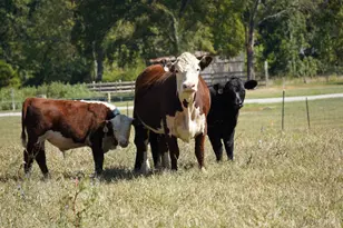 1949 Inlow- Tract 1 Ave, Peebles, OH 45660 - Photo 5